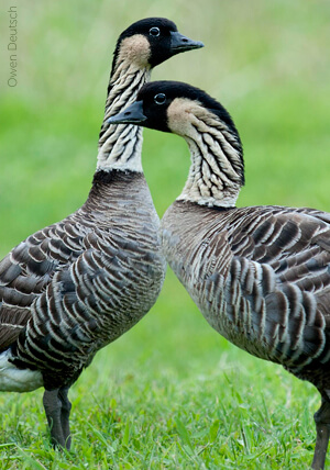 Hawaiin Goose, Owen Deutsch