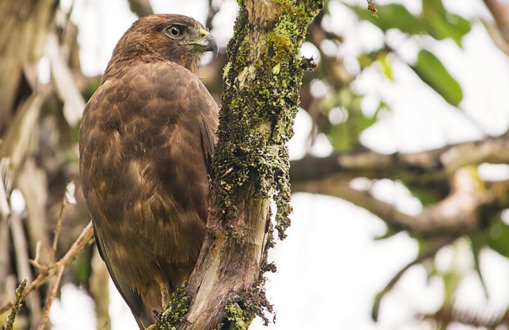 Hawiian Hawk photo by Hiyataro Kitsiku