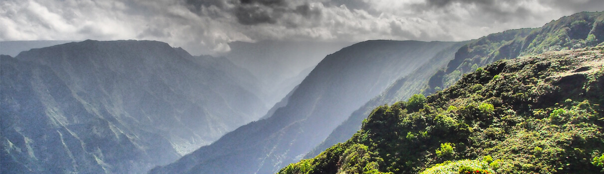 The Kauaian slope where the Hawaiian Petrel chicks originally nested. Photo: André Raine/Kaua'i Endangered Seabird Recovery Project 