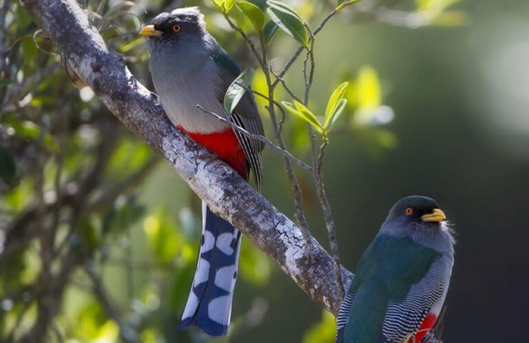 Hispaniolan Trogon, Guillermo Armenteros