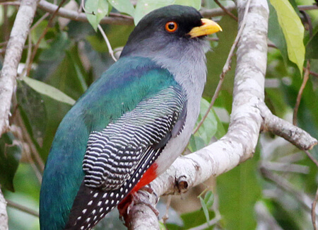 Hispaniolan Trogon, Ron Knight