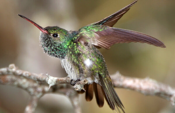 Honduran Emerald, Larry Thompson, HP