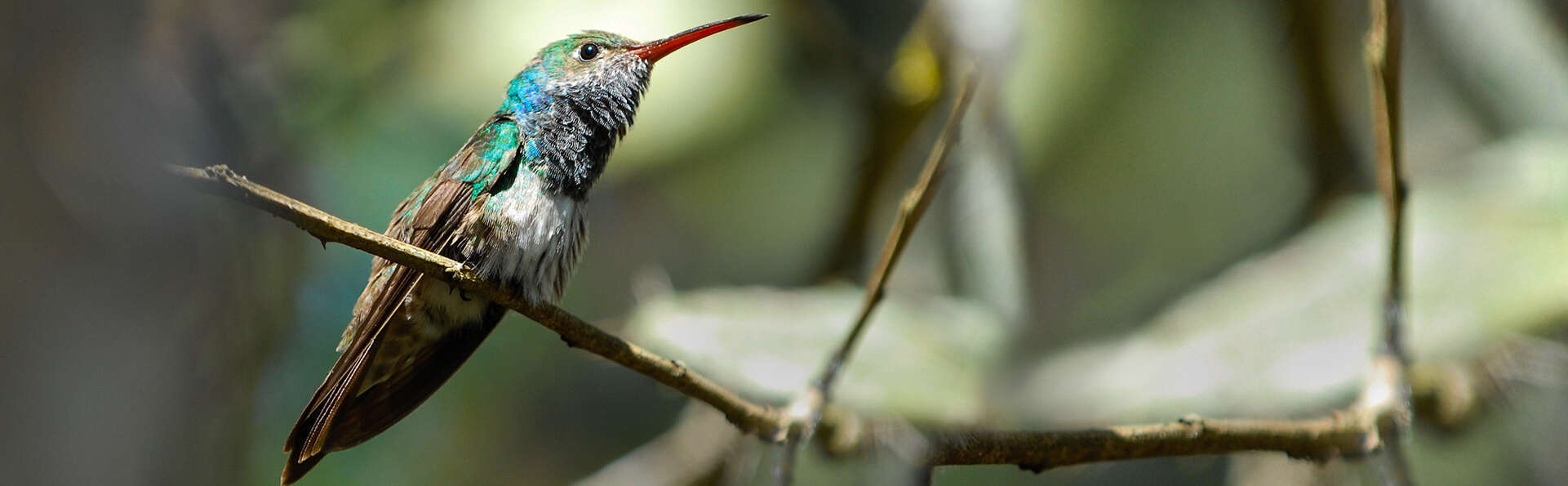 Honduran Emerald, Robert Hyman