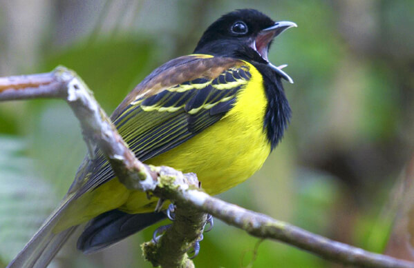 Hooded Berryeater, Bertrando Campos