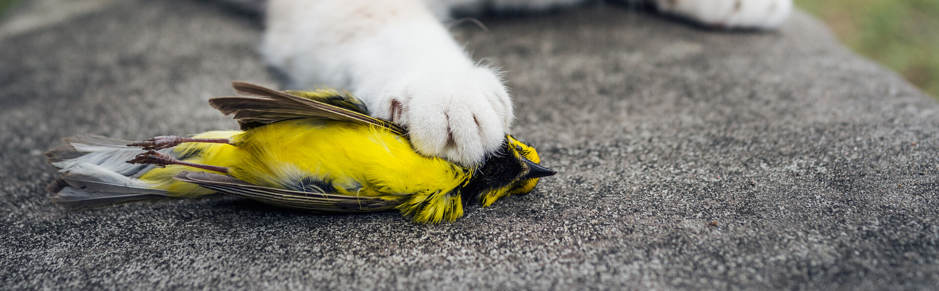 Hooded Warbler killed by cat, forestpath/Shutterstock