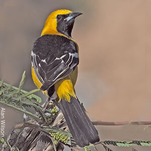 Hooded Oriole