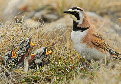 Horned Lark and chicks by Middleton Evans