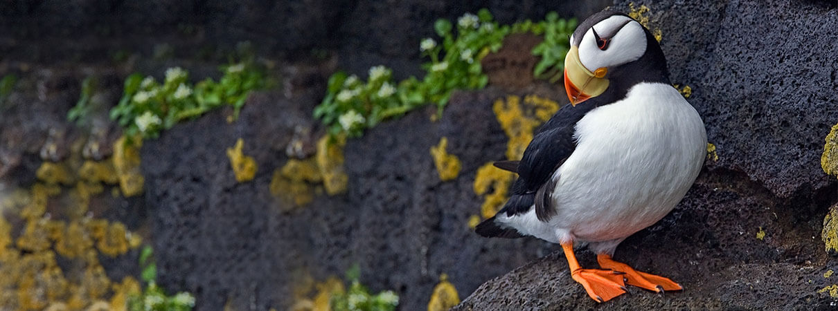 Horned Puffin. Photo by Alan Wilson