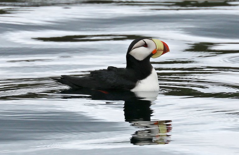 Horned Puffins are beloved seabirds.