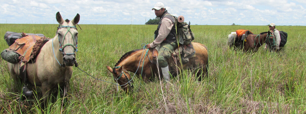 To find the critically endangered Blue-throated Macaw, the expedition team set out on horseback across Bolivia's flooded Beni Savanna. 