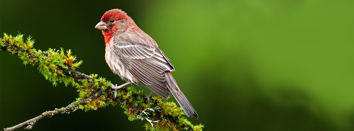 House Finch. Photo by Robert L. Kothenbeutel/Shutterstock