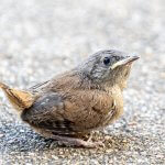 House Wren fledgling. Photo by Elgin Green, Shutterstock.