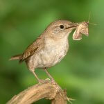 House Wren with moth. Photo by Wayne Wolfersberger, Shutterstock.