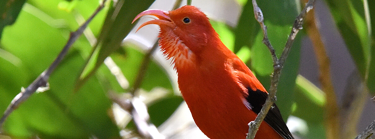 I'iwi by Warren Cooke