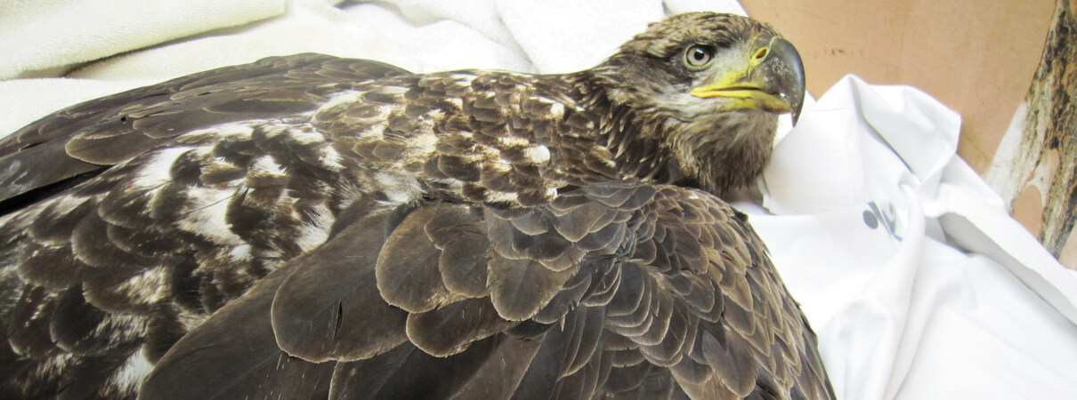 Immature Bald Eagle with lead poisoning by Marge Gibson