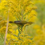 Immature Yellow Warbler in goldenrod. Photo by Christopher Unsworth, Shutterstock