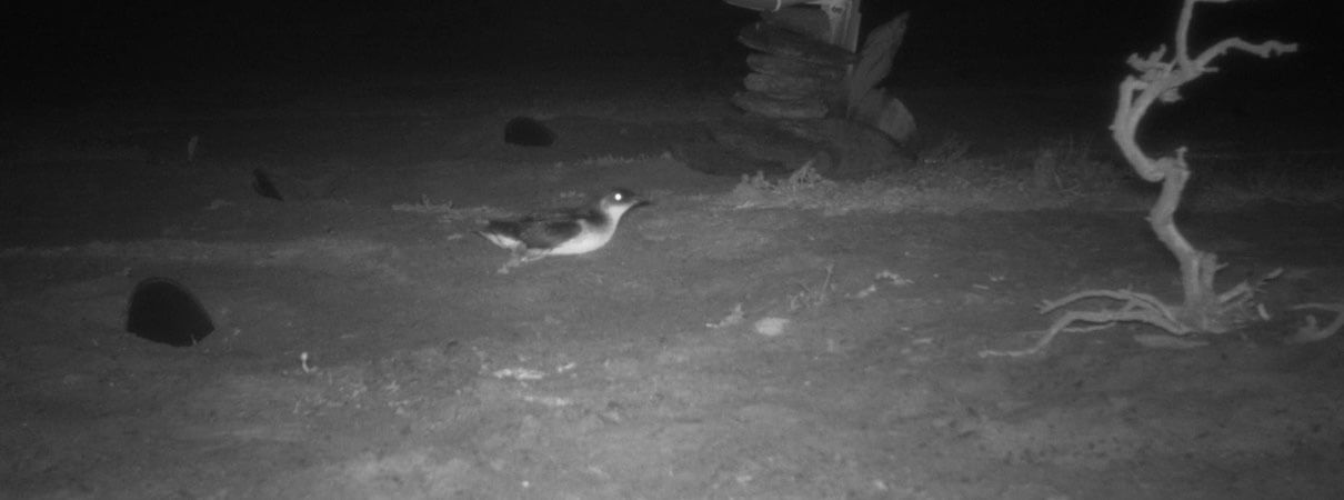 Diving Storm-petrel caught by a camera trap. Photo by Island Conservation.