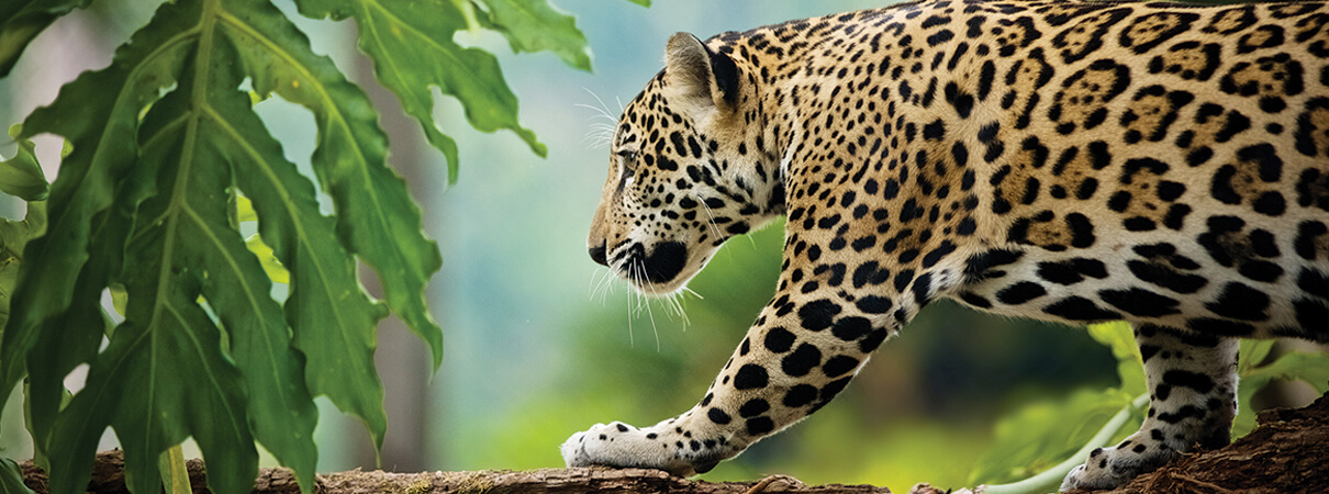 Jaguar by Enrique Aguirre/Shutterstock