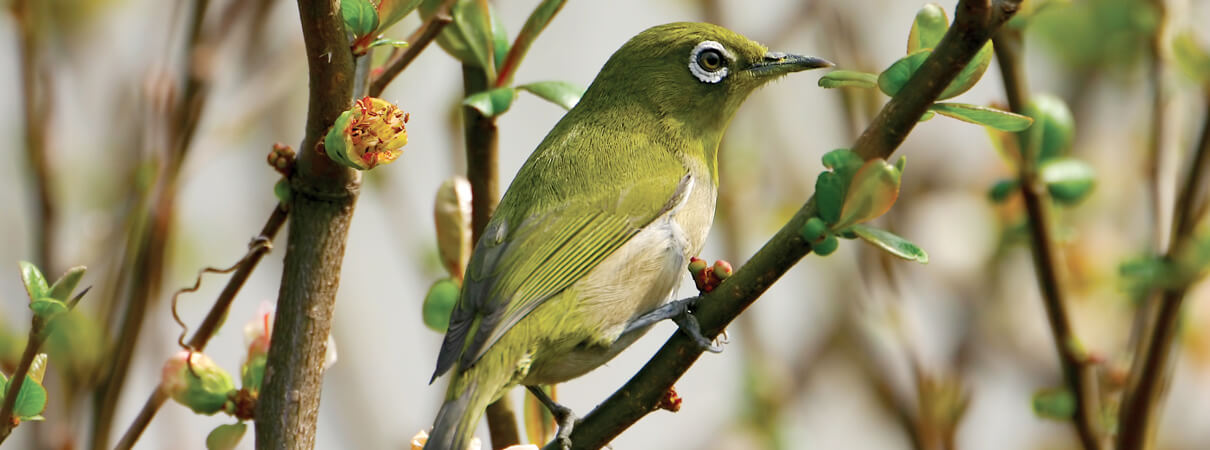 Japanese White-eye (Non-native Hawaiian Bird) by Keith Tarrier, Shutterstock