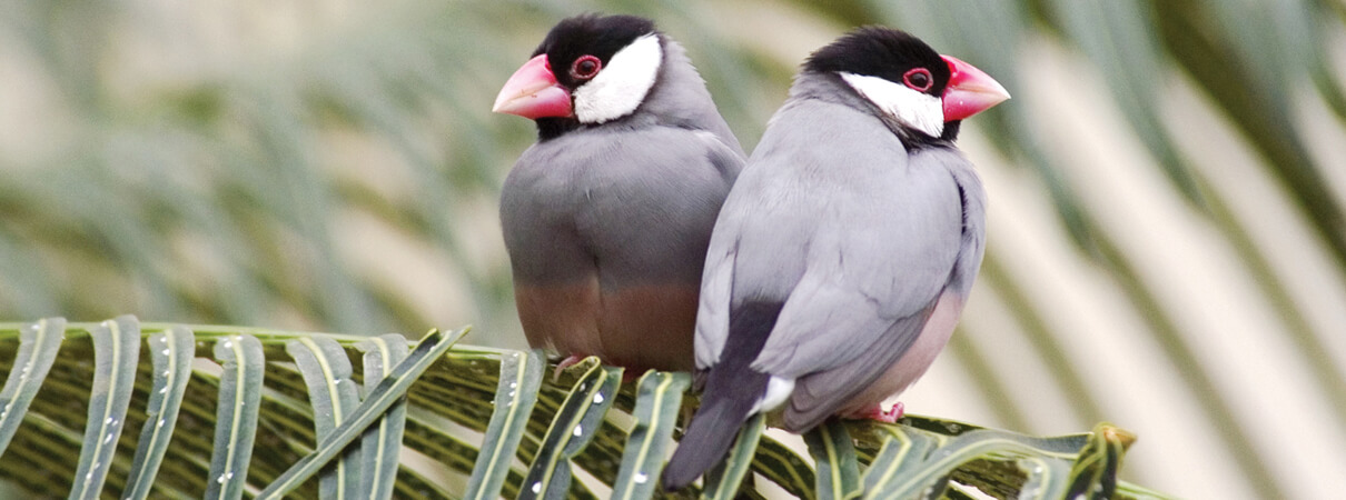 Java Sparrows, Chesapeake Images/Shutterstock