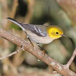 Juvenile Hermit Warbler by Greg Homel, Natural Elements Productions