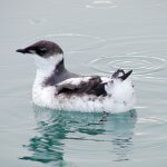 Juvenile Marbled Murrelet. Photo by Rich MacIntosh, USFWS.