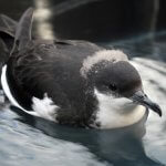 Juvenile Newell's Shearwater in rehab. Photo by Tracy Anderson.