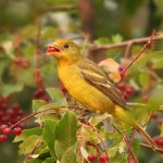 Juvenile Western Tanager by Kalin Ocaña, Macaulay Library at the Cornell Lab of Ornithology
