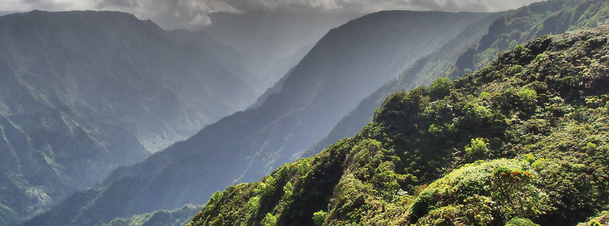 Hawaiian Petrels breed high in Kaua‘i's mountains, but their burrows are vulnerable to non-native predators. André Raine/Kaua‘i Endangered Seabird Recovery Project