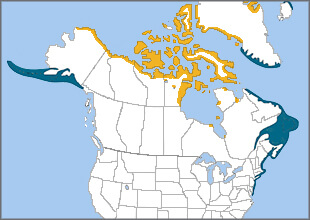 King Eider range, Cornell Lab