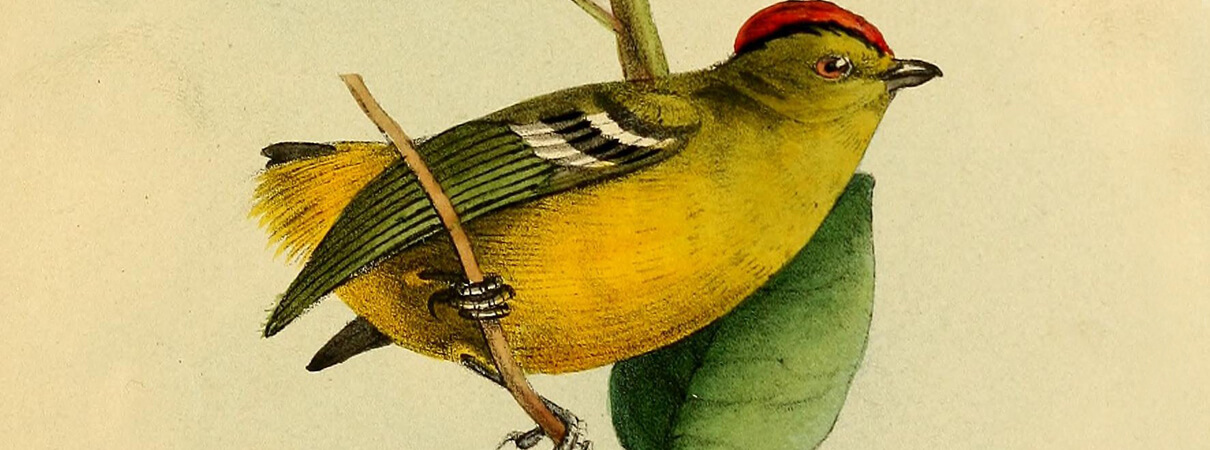 Kinglet Calyptura illustration by William Swainson 