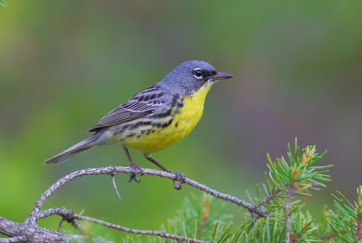 Kirtland's Warbler sitting on a small pine tree branch