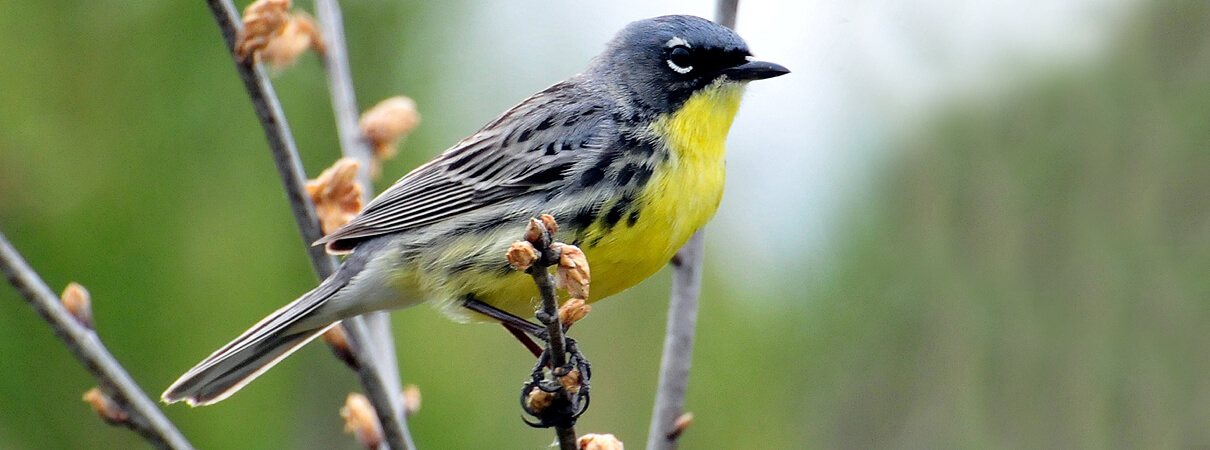 Kirtland's Warbler, photo courtesy of USFWS