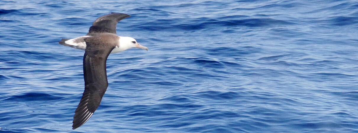 Laysan Albatross by Don Desjardin