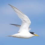 Least Tern in flight by Will Sweet, Macaulay Library at the Cornell Lab of Ornithology