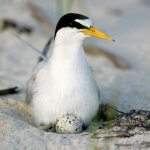 Least Tern on nest. Photo by Dennis W. Donohue, Shutterstock
