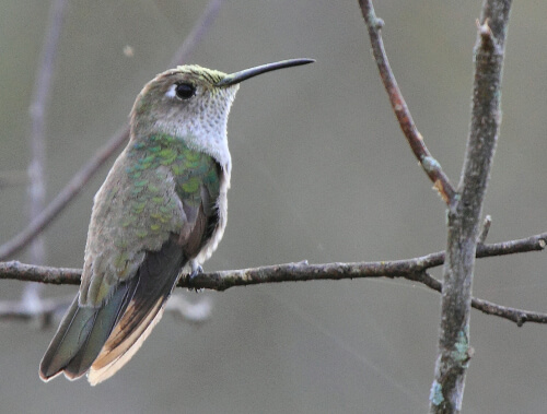 Spot-throated Hummingbird. Photo by Fábio Olmos