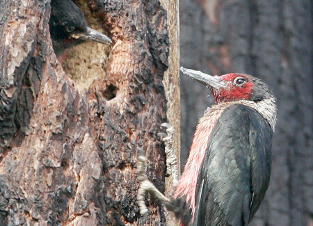 Lewis's Woodpecker at nest hole with young by Tom Grey