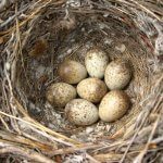 Loggerhead Shrike nest by Brandon Despain, Shutterstock