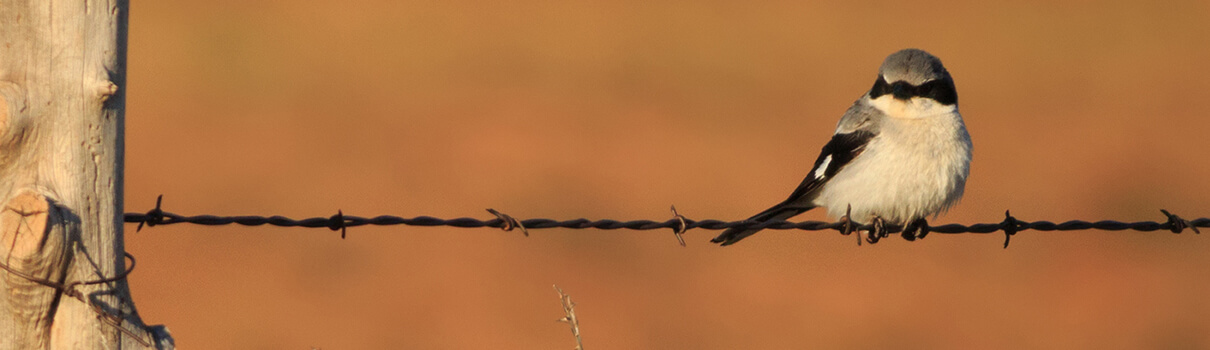 By collaborating with landowners, the Oaks and Prairies Joint Venture is helping to make grasslands healthy once again for birds such as the Loggerhead Shrike. Photo by Maria Jeffs/Shutterstock