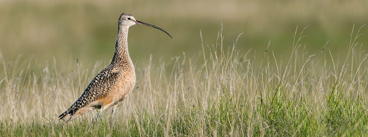 Wendy Willis. Photo by American Bird Conservancy