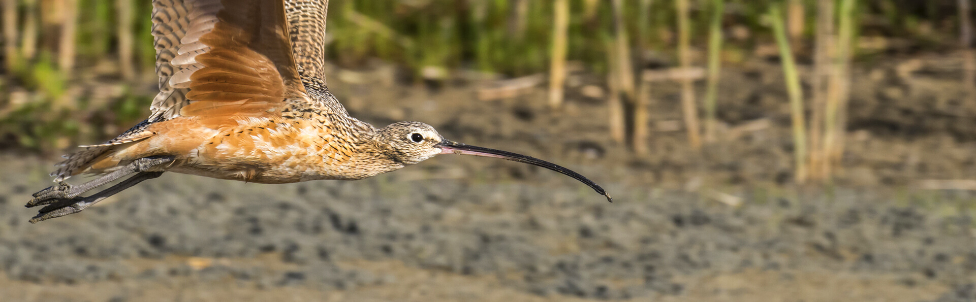 Long-billed Curlew, Ivan Kuzmin/Shutterstock