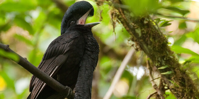 Long-wattled-Umbrellabird_Murray-Cooper