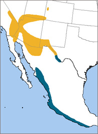 Lucy's Warbler map, NatureServe