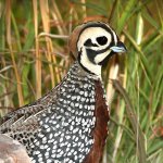 Male Montezuma Quail. Photo by Alan Schmierer.