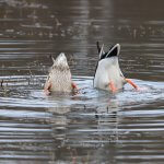 Mallards are part of a subfamily informally known as "dabbling ducks", which feed primarily on the surface of the water or by tipping headfirst into the water, as seen here. Photo by Sandra M. Austin, Shutterstock.