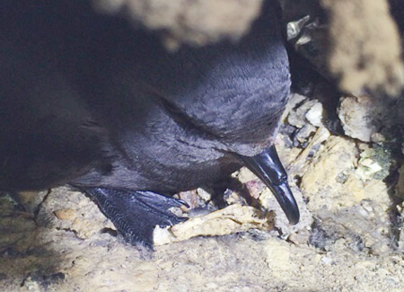 Markham's Storm-petrel in burrow, Fernando Diaz