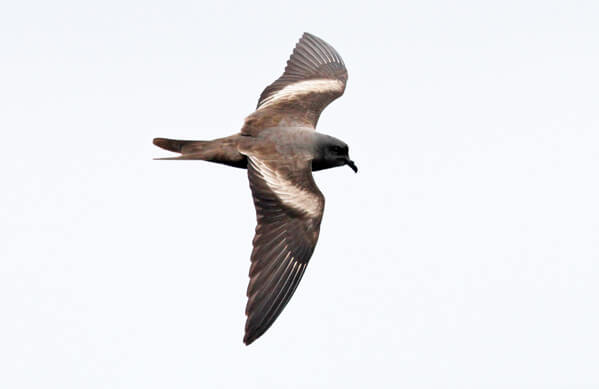 Markham's Storm-petrel, Pete Morris