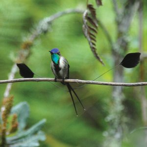 Marvelous Spatuletail, Roger Ahlman