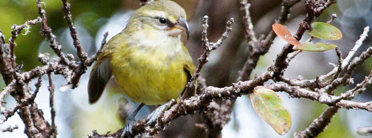 Maui Parrotbill juvenile by Robby Kohley